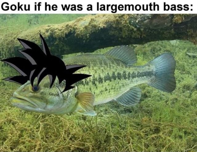 Sebass Meme Goku if he was a largemouth bass: - iFunny