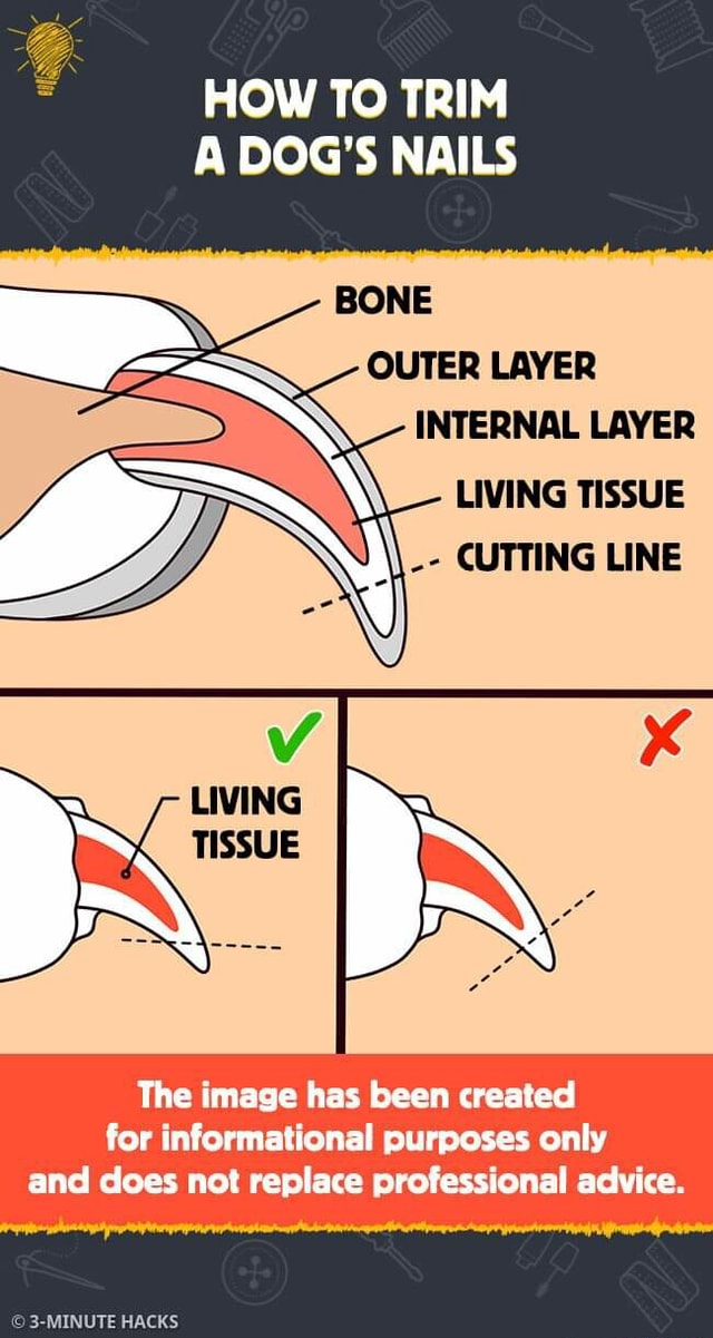 HOW TO TRIM A DOG'S NAILS BONE OUTER LAYER INTERNAL LAYER LIVING TISSUE