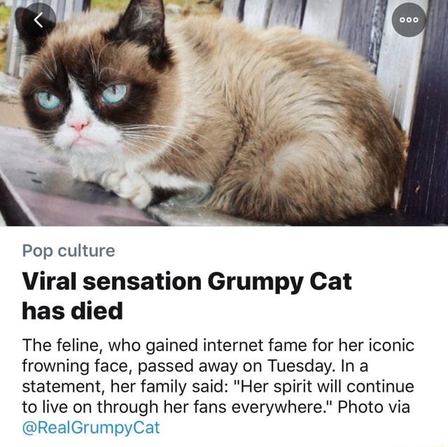 Pop Viral sensation Grumpy Cat has died The feline, who gained