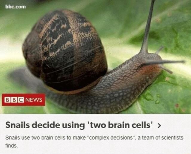 Snails decide using 'two brain cells' Snails use two brain cells to
