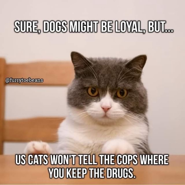 SURE, DOGS MIGHT BE LOYAL, BUT... US CATS WON'T TELL THE COPS WHERE YOU ...