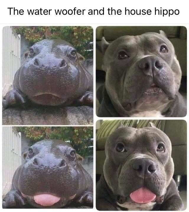 The water woofer and the house hippo - )