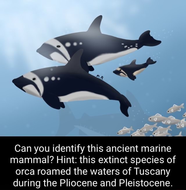 SA Can you identify this ancient marine mammal? Hint this extinct