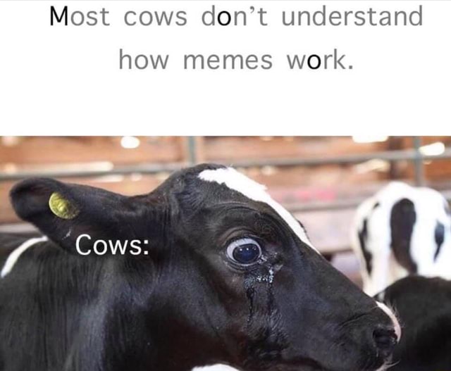 Most cows don't understand how memes work. - iFunny