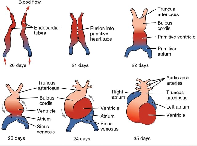 Blood tlow Endocardial Fusion into tubes primitive heart tube 20 days ...