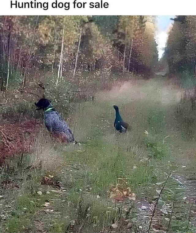 Hunting dog for sale iFunny