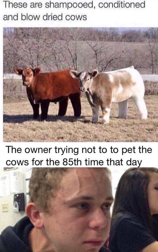 These are Shampooed, conditioned and blow dried cows The owner trying