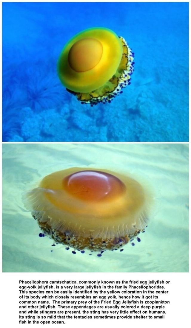 Phacellophora camtschatica, commonly known as the fried egg jellyfish