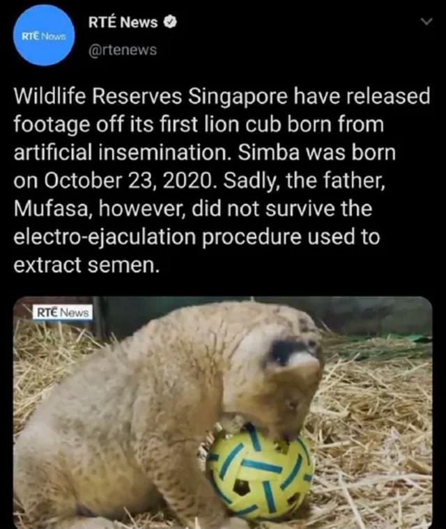 RTE News Wildlife Reserves Singapore have released footage off its