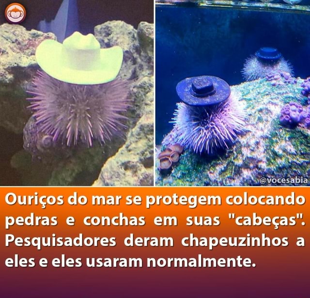 Ouricos Do Mar Se Protegem Colocando Pedras E Conchas Em Suas Cabecas Pesquisadores Deram Chapeuzinhos A Eles E Eles Usaram Normalmente Ifunny