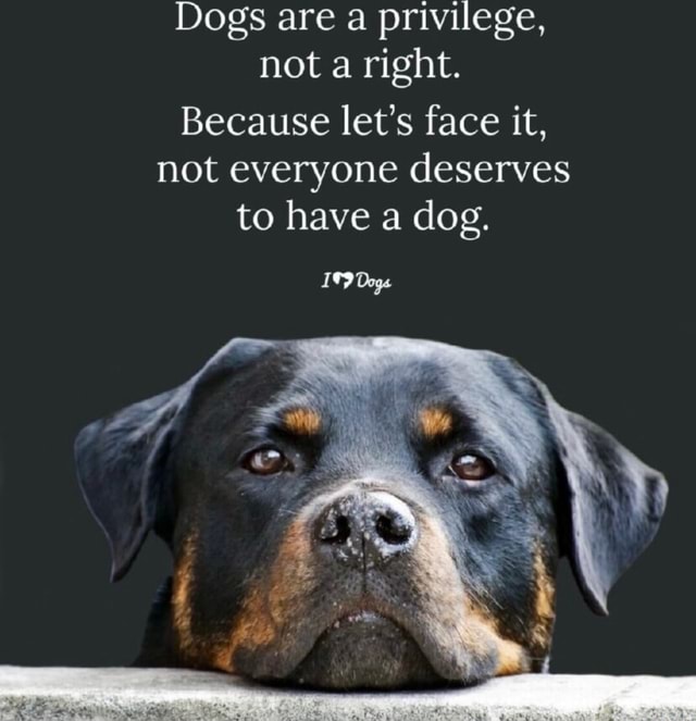 Dogs are a privilege, not a right. Because let's face it, not everyone ...
