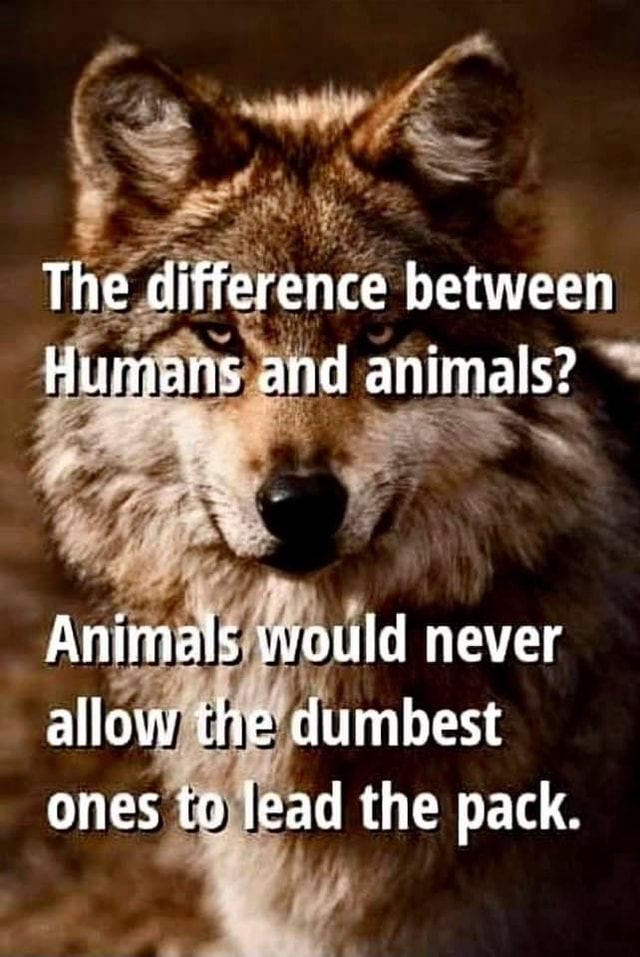 The difference between Humans and animals? Animals would never allow