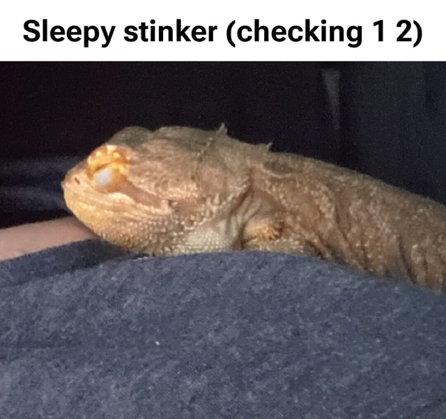 Standby Stinker Sleepy stinker (checking 1 2) - iFunny