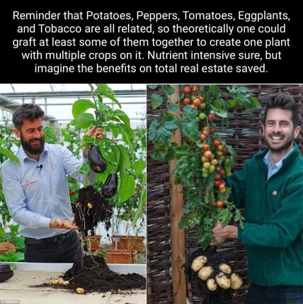 crossbreed tomato and tobacco Reminder that Potatoes, Peppers, Tomatoes, Eggplants, and Tobacco are all  related, so theoretically one could graft at least some of them together to  create one plant with multiple crops on it. Nutrient