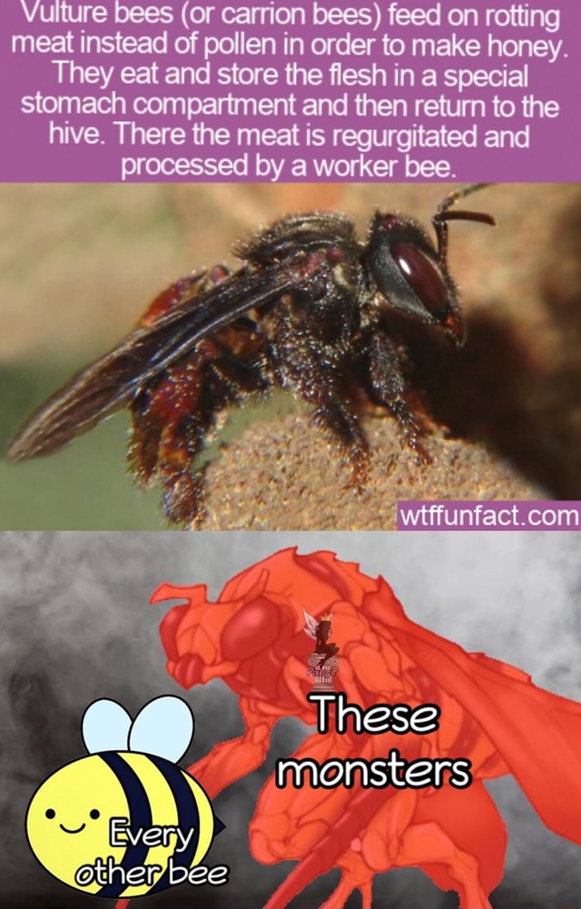 Vulture bees (Or carrion bees) feed on rotting meat instead of pollen