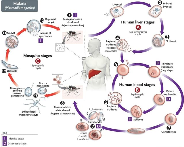 Malaria (Plasmodium species) Liver inrectes liver cell Mosquito takes a ...