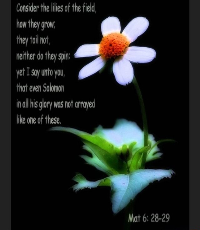 Consider the lilies of the field how they grow, they toil not neither