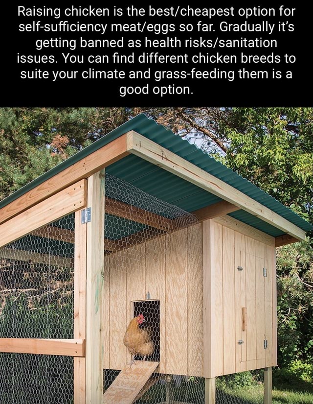 Raising chicken is the option for selfsufficiency so far. Gradually it