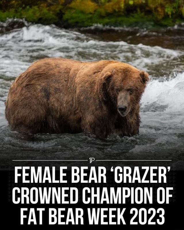 FEMALE BEAR 'GRAZER' CROWNED CHAMPION OF FAT BEAR WEEK 2023 America’s