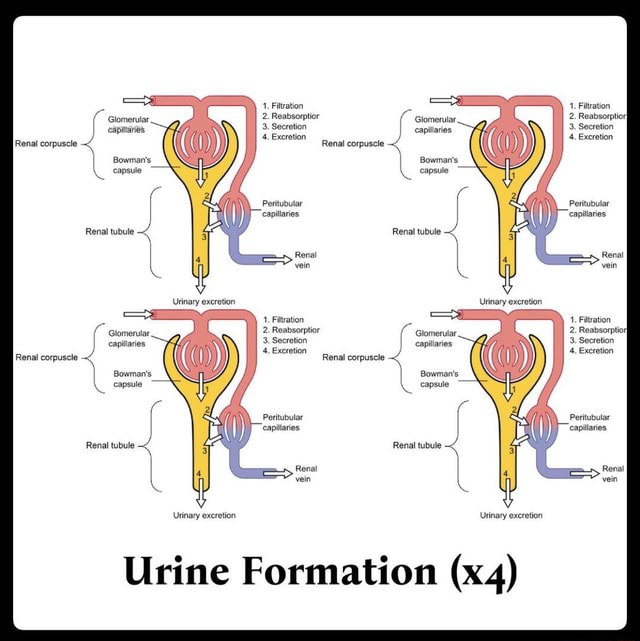 1. Filtration 1. Filtration Glomerular 2. 3. Reabsorptior Secretion ...