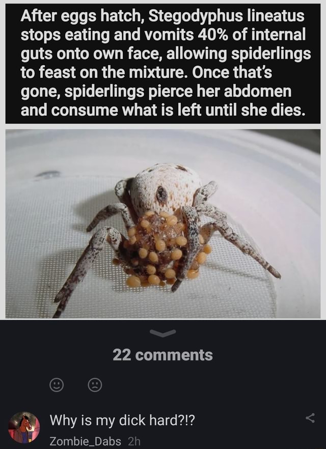 After eggs hatch, Stegodyphus lineatus stops eating and vomits 40 of