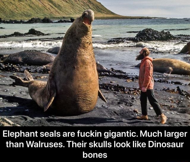 Elephant seals are fuckin gigantic. Much larger than Walruses. Their