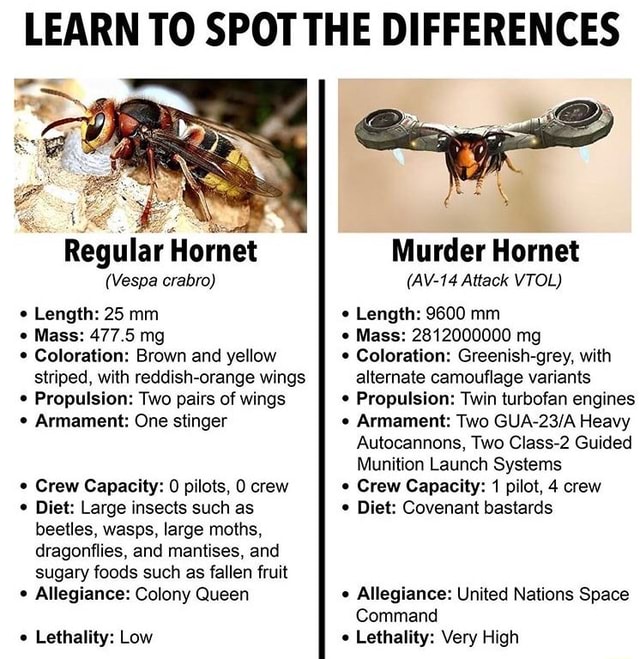 Murder Hornet Size Comparison Chart
