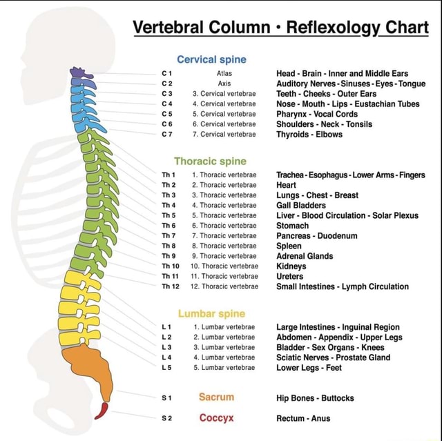 Just In Case Youve Always Wanted To Know Vertebral Column Reflexology Chart Cervical Spine 3135