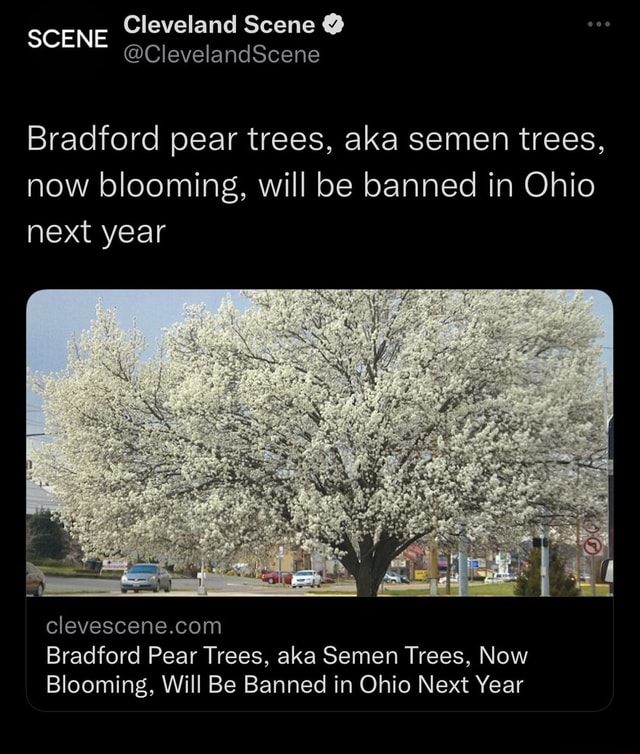 Cleveland Scene SCENE ClevelandScene Bradford pear trees, aka semen