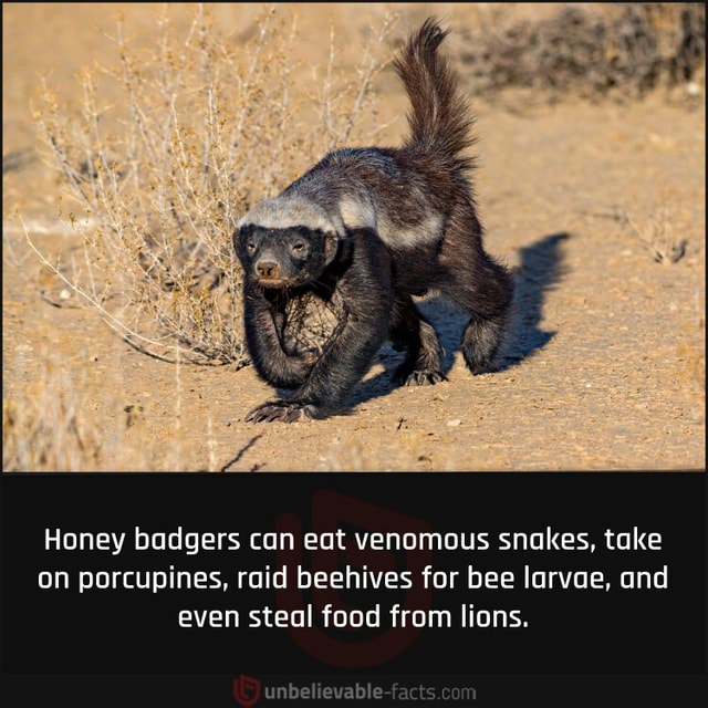 N/A Honey badgers can eat venomous snakes, take on porcupines, raid