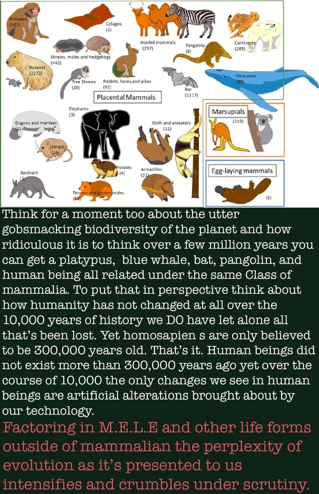 Bat Marsupials Placental Manamals Aardvark Eggleying mammals Think for