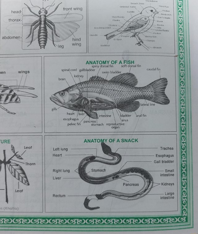 Head+ thorax. ie abdomen en wings wing spinal cord gallbladder / kidney ...