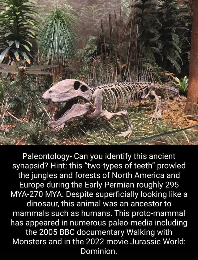 Paleontology- Can you identify this ancient synapsid? Hint: this 