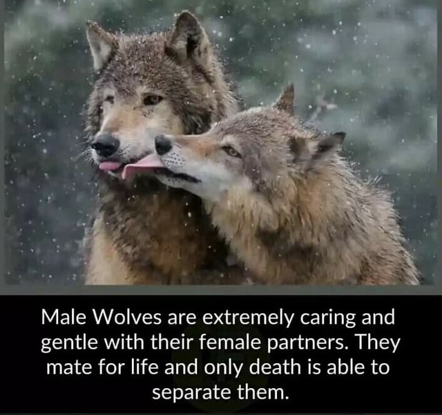 Male Wolves are extremely caring and gentle with their female partners ...