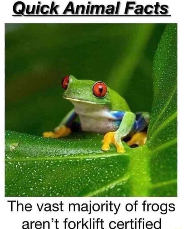 quick-animal-facts-the-vast-majority-frogs-aran-ifunny