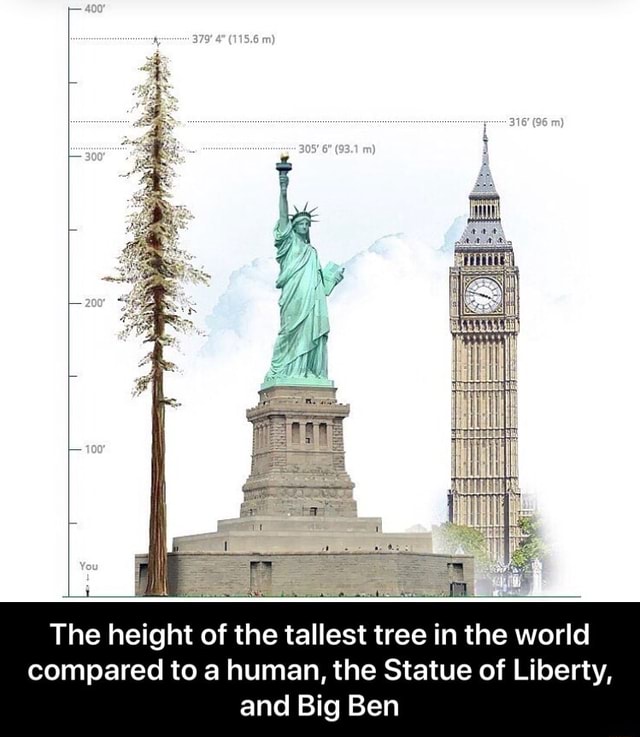 The height of the tallest tree in the world compared to a human, the
