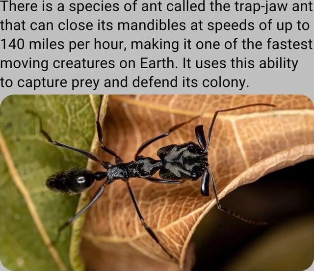 There is a species of ant called the trap-jaw ant that can close its ...