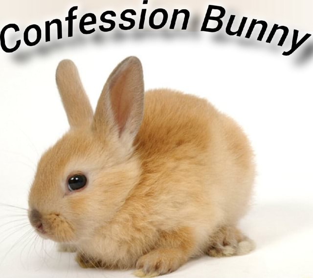 Confession Bunny Ifunny