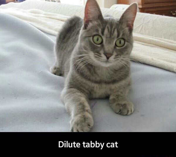 dilute ticked tabby