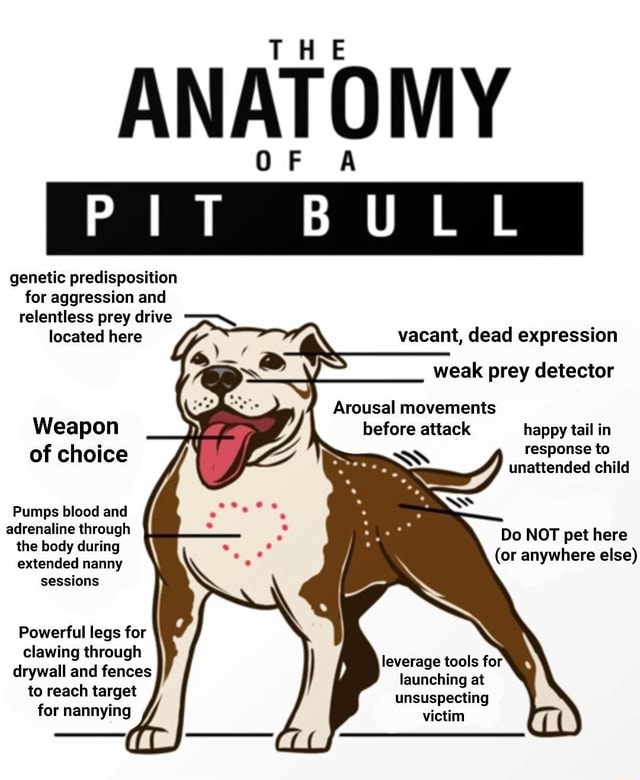 ANATOMY PIT BULL Genetic Predisposition For Aggression And Relentless ...