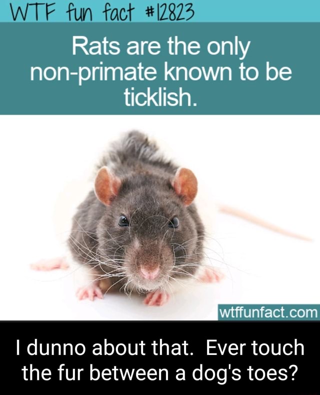 Tun Rats are the only non-primate known to be ticklish. wWtffunfact ...