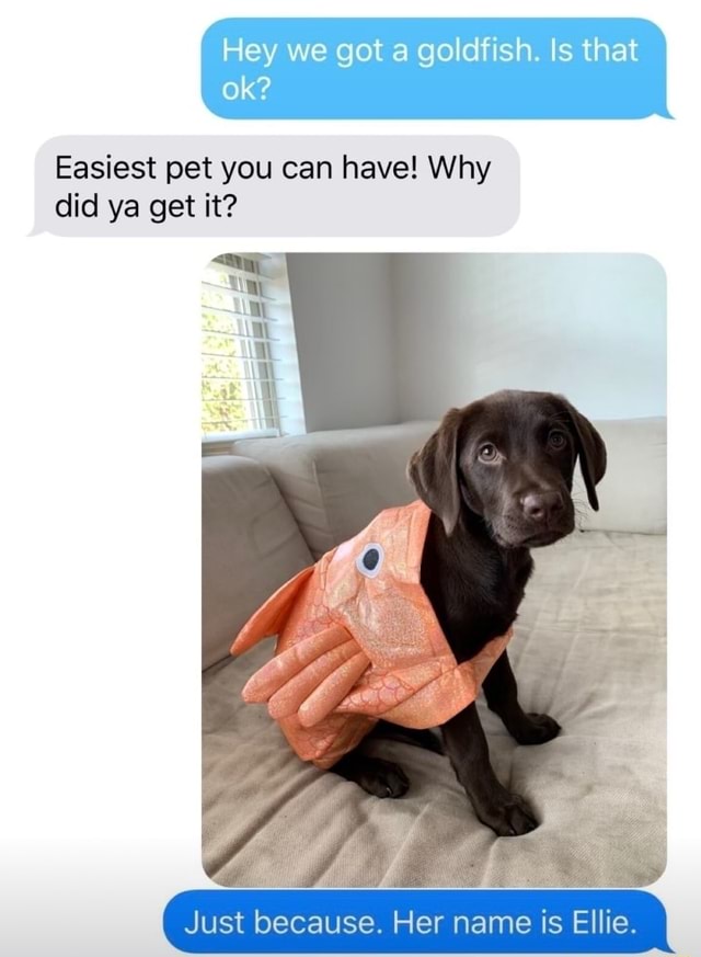 Hey we got a goldfish. Is that ok? Easiest pet you can have! Why did ya ...