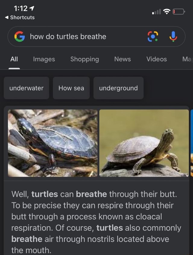 Shortcuts G how do turtles breathe All Images Shopping News Videos Me ...