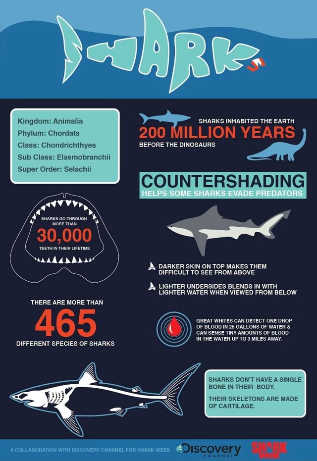 Ie- SHARKS INHABITED THE EARTH Phylum: Chordata 200 MILLION YEARS Class ...