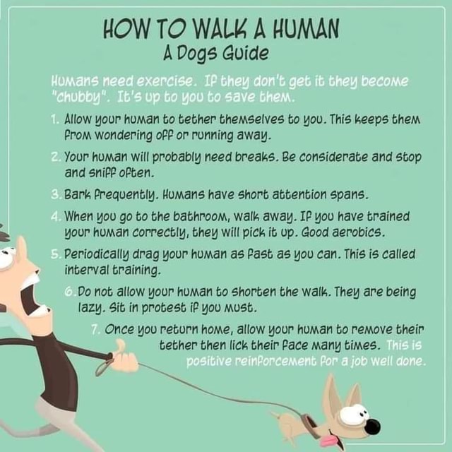HOW TO WALK A HUMAN A Dogs Guide Allow your homan to tether themselves