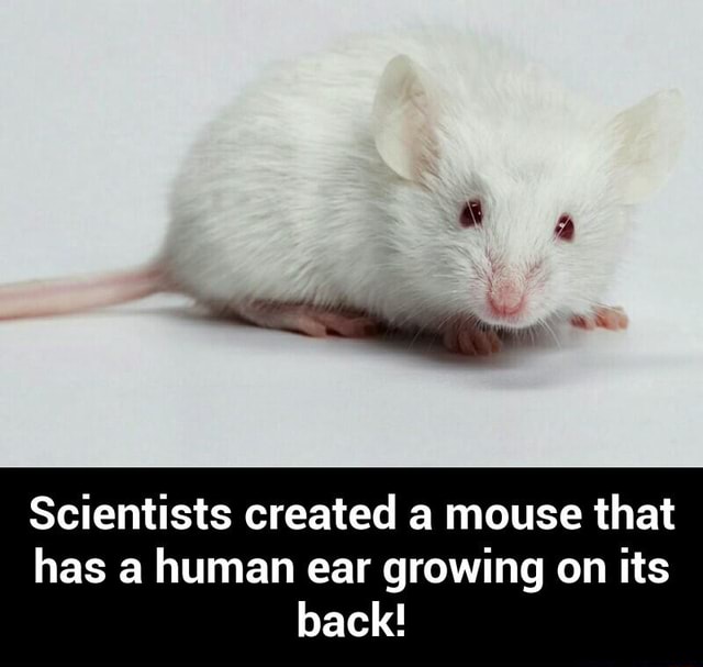 Scientists created a mouse that has a human ear growing on its back! Scientists created a
