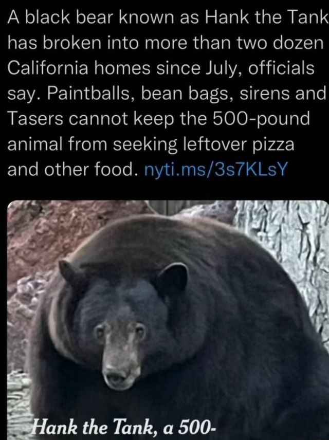 A black bear known as Hank the Tank has broken into more than two dozen