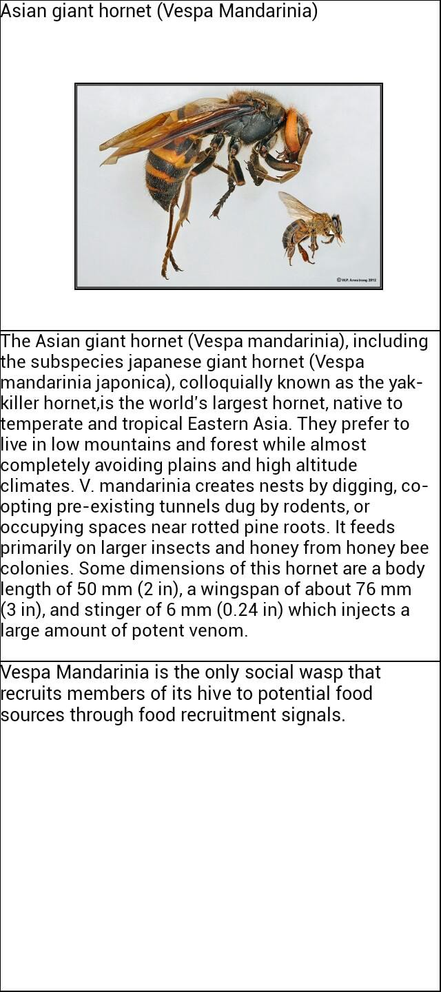 Asian giant hornet (Vespa Mandarinia) The Asian giant hornet (Vespa ...