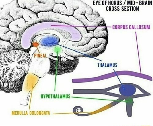 Eye Of Horus Mid Brain Gross Section Corpus Callosum Thalamus