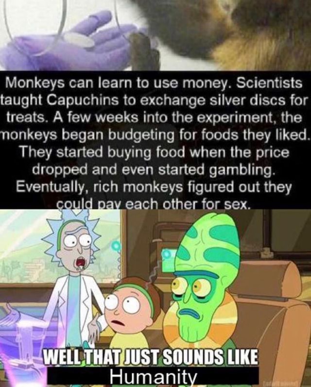 capuchin monkey experiment money